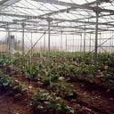 ape_biomass