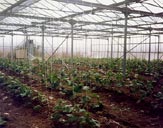 ape_biomass ape_biomass